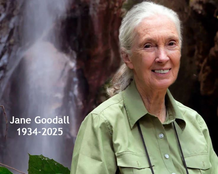 Cherrywood Challenge 2027 Fabric Bundle - Honouring Dr. Jane Goodall - 8 Piece Fat Quarter Bundle (Official Challenge Collection)